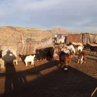 سه عدد بز و بزغاله درجه یک