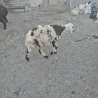 فروش بره ماده پلنگی