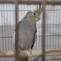 عروس هلندی|پرنده|پاکدشت, پاکدشت (مامازند)|دیوار