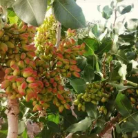 برداشت ۱۰ تن پسته در یک هکتار/باکودهای ارگانیک اصل