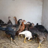 مرغ و خروس لاری  نژاد اصل آلمان اوشامو|حیوانات مزرعه|مشهد, فرهنگ|دیوار