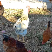 خروس محلی / ۶ عدد سالم|حیوانات مزرعه|بومهن, |دیوار