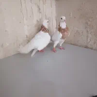 کبوتر طوقی