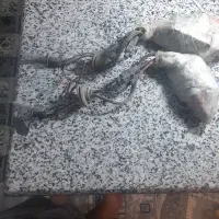 لامپ زنون|قطعات یدکی و لوازم جانبی|فلارد, |دیوار