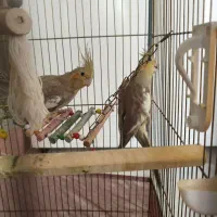 عروس هلندی نر