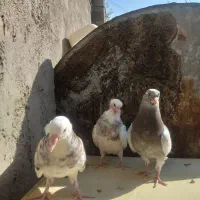 کبوتر|پرنده|پاکدشت, پاکدشت (مامازند)|دیوار