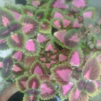 گل های طبیعی وسالم|گل و گیاه طبیعی|مشهد, سرافرازان|دیوار