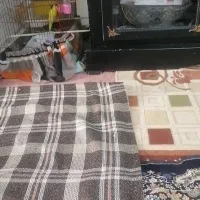 مرغ عشق گم شده|حیوانات|پاکدشت, پاکدشت (مامازند)|دیوار