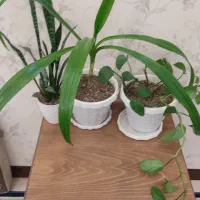 گل آپارتمانی