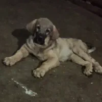توله پژدر اصیل