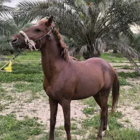 اسب|اسب و تجهیزات اسب‌سواری|چمران, |دیوار