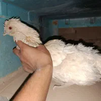 گمسده. ن. ش. د. معامله کبوتر