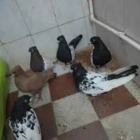 کبوتر سینه سیاه و کله