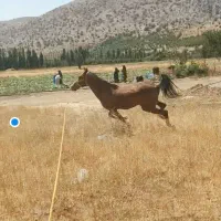 اسب درشور مادیان|اسب و تجهیزات اسب‌سواری|یاسوج, |دیوار