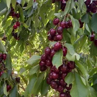 باغ درختان مثمر ۴۰۰ متری