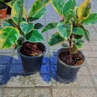 گل وگیاه فیکوس|گل و گیاه طبیعی|مشهد, ایثارگران|دیوار