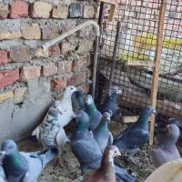 ۲۰تا نر|پرنده|خاش, |دیوار