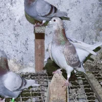 کبوتر مسافتی|پرنده|کلاله, |دیوار