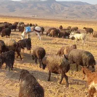 الاغ گله ای