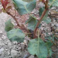 فروش زمین کشاورزی بیجه ای