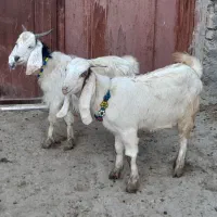 دوتا چپش یکی نر و یکی ماده|حیوانات مزرعه|بروجرد, |دیوار