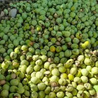 گردو کاغذی عمده ای