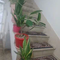 گل وگیاه طبیعی|گل و گیاه طبیعی|نسیمشهر, |دیوار