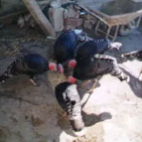 بوقلمون نر و ماده جفت جفت 4عدد|حیوانات مزرعه|ویلکیج, |دیوار