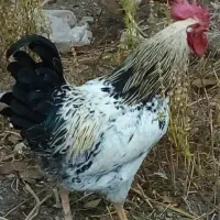 خروس درشت و سرحال