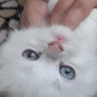 گـربـه پـرسـیــن ــ