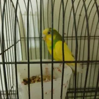 عروس هلندی ۳ماهه ومرغ عشق ماده|پرنده|گرگان, |دیوار