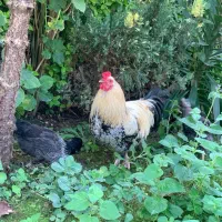 فروش خروس سرزنده