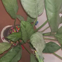 برشکارچوبم کاسه وبشقاب وچوبی