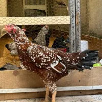 مرغ لاری خاص