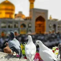 کاروان  زیارتی سیاحتی  مشهد مقدس