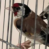 سهره نر نشاندار