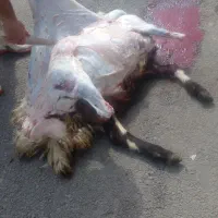سلاخ گوسفند گوسال گاو بز بصورت شبانه