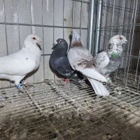 چند تاکفتر فروشی|پرنده|فریمان, |دیوار