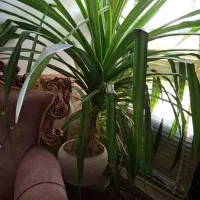 گل پاندانوس بزرگ باگلدون سفالی