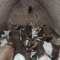 فروش بز|حیوانات مزرعه|قیدار, |دیوار