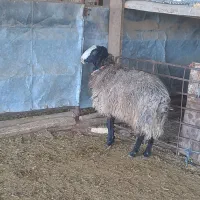 قوچ.میش.شیشک.بره