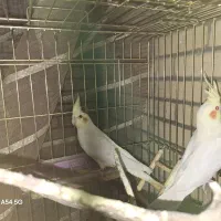 عروس هلندی لوتینو مولد