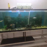 انواع ماهی گوشتخوار