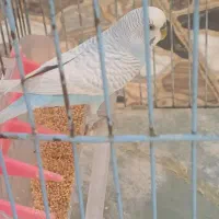 مرغ عشق نر مست