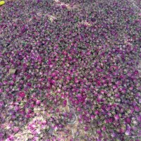 غنچه گل محمدی
