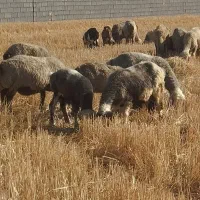 میش|حیوانات مزرعه|بیضا, |دیوار
