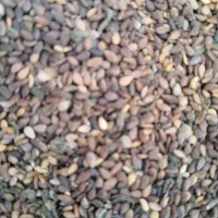 کنجد درجه یک