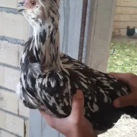 خروس و مرغ گلین اصل|حیوانات مزرعه|فرخشهر, |دیوار