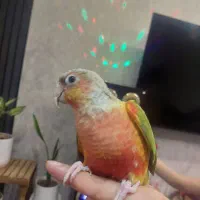 طوطی گریجیک نر سخنگو و دستی زیبا قشنگ|پرنده|خواف, |دیوار