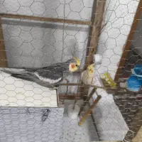 جفت عروس هلندی لوتینو تخم گذار|پرنده|کرمان, |دیوار